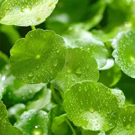 Centella asiatica skincare ingredient